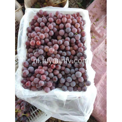 Xinjiang Rode druiven beginnen
